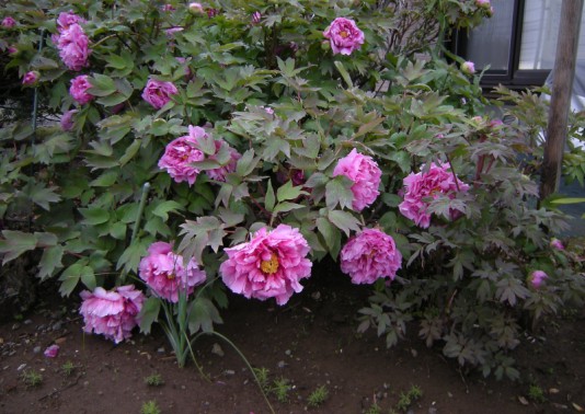 treepeonie